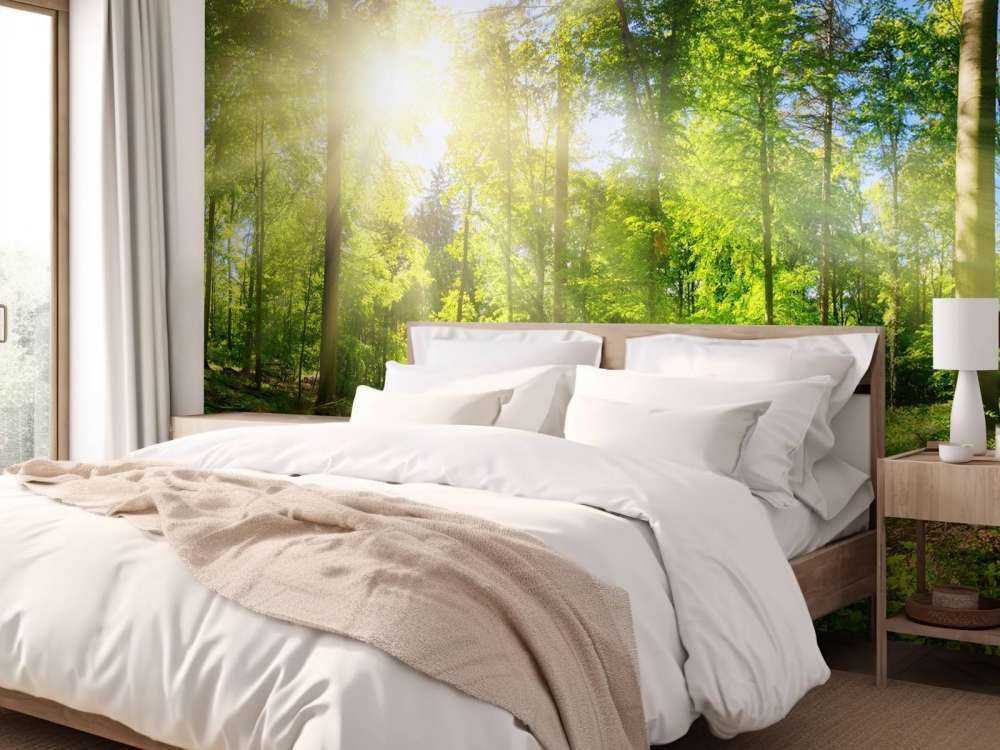 Foresta con raggi di sole