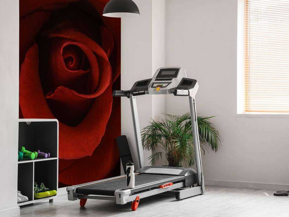 Rosa rossa da vicino