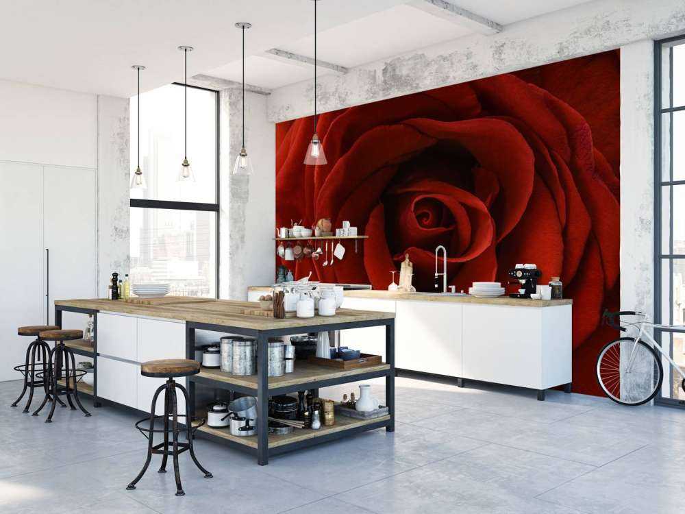 Rosa rossa da vicino