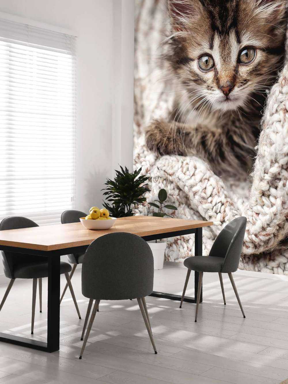 Gatto in una coperta