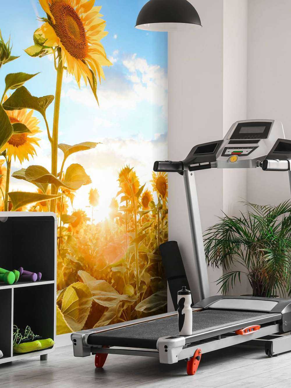 Girasole con cielo blu