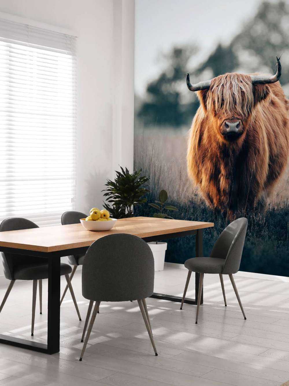 Ritratto di bovini delle Highlands