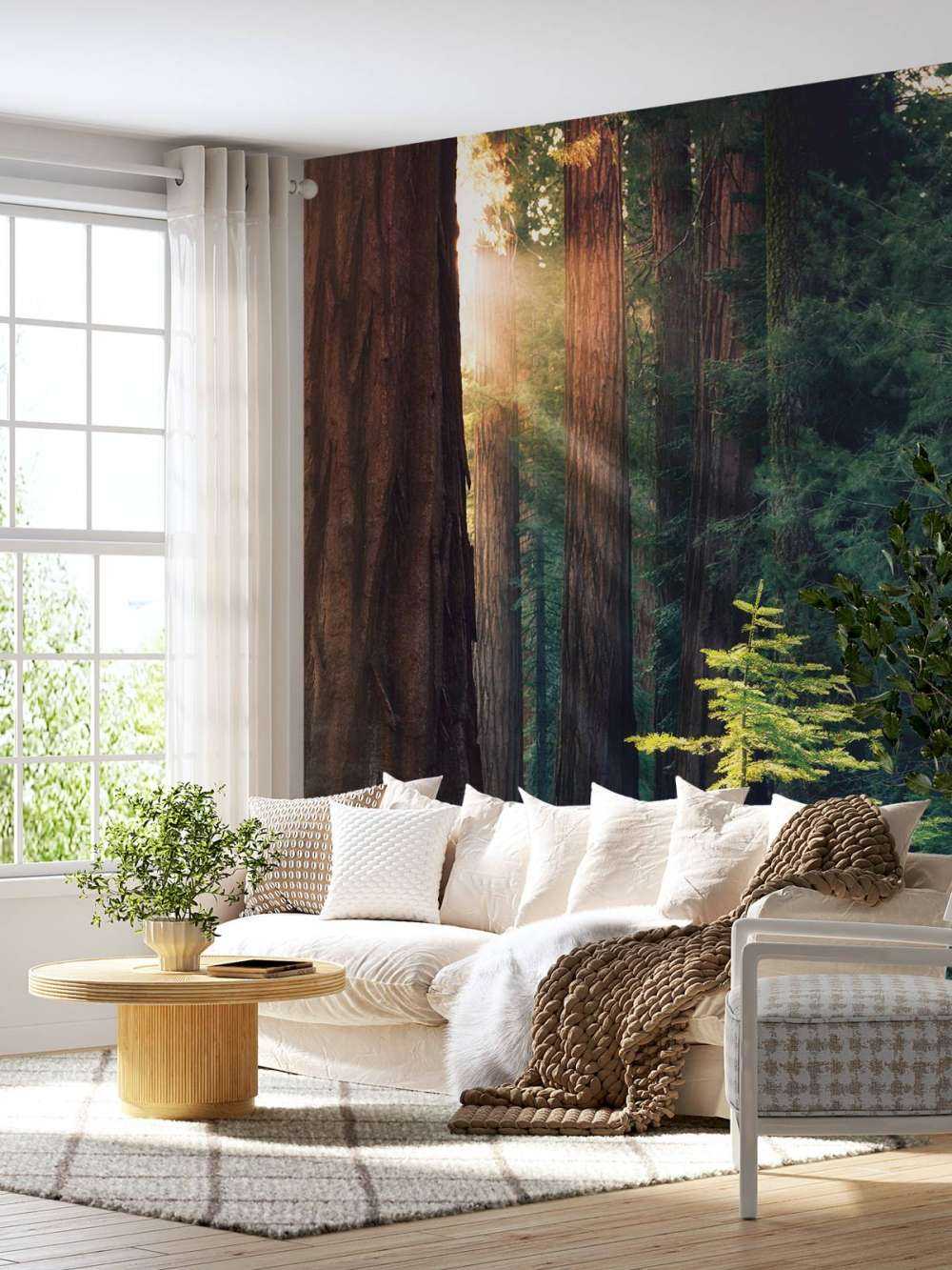 Luce del sole tra gli alberi di mogano