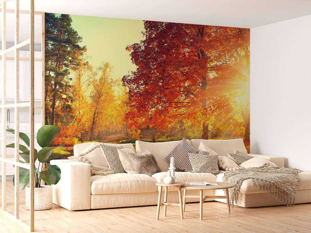 Alberi d'autunno alla luce del sole