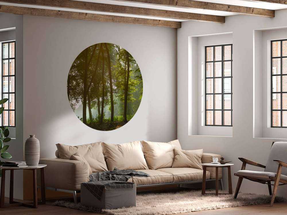 Foresta al sole del mattino