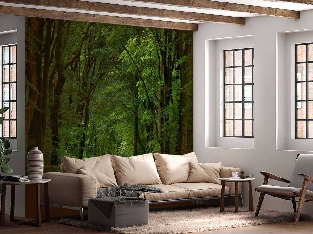 Strada nella foresta