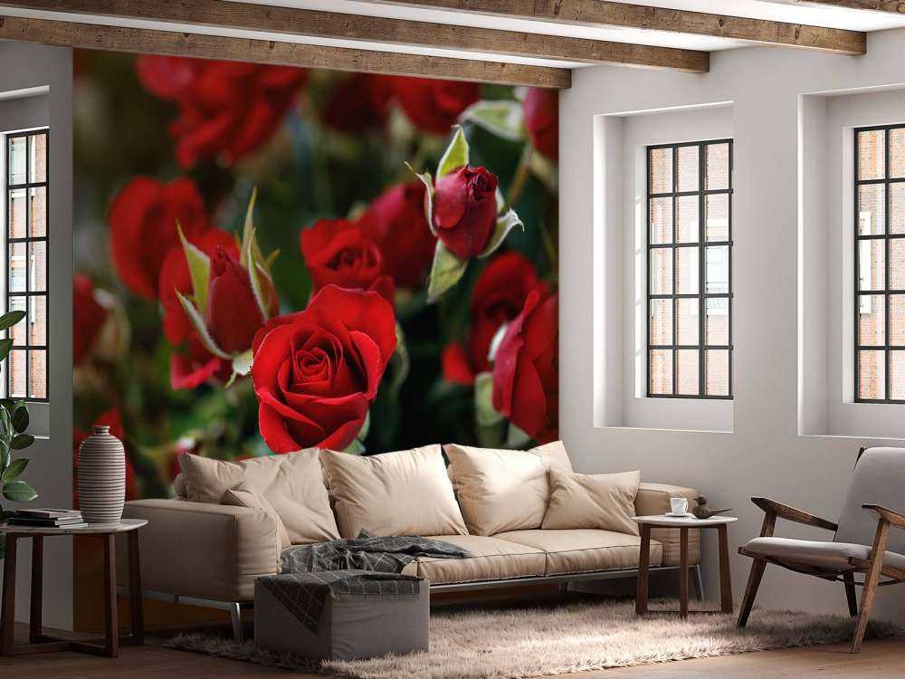 Cespuglio di rose rosse