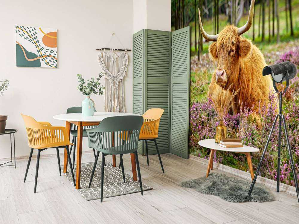 Highlander scozzese tra l'erica viola