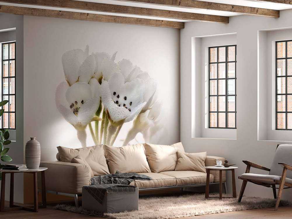 Fiore di pero in primo piano