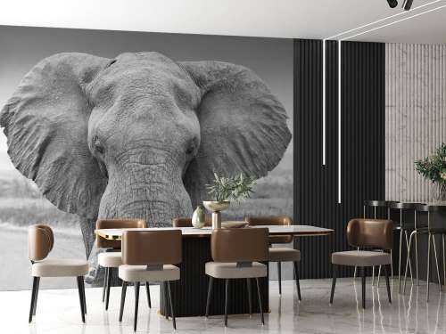 Elefante bianco e nero
