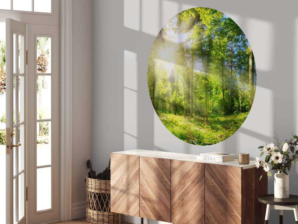 Foresta con raggi di sole