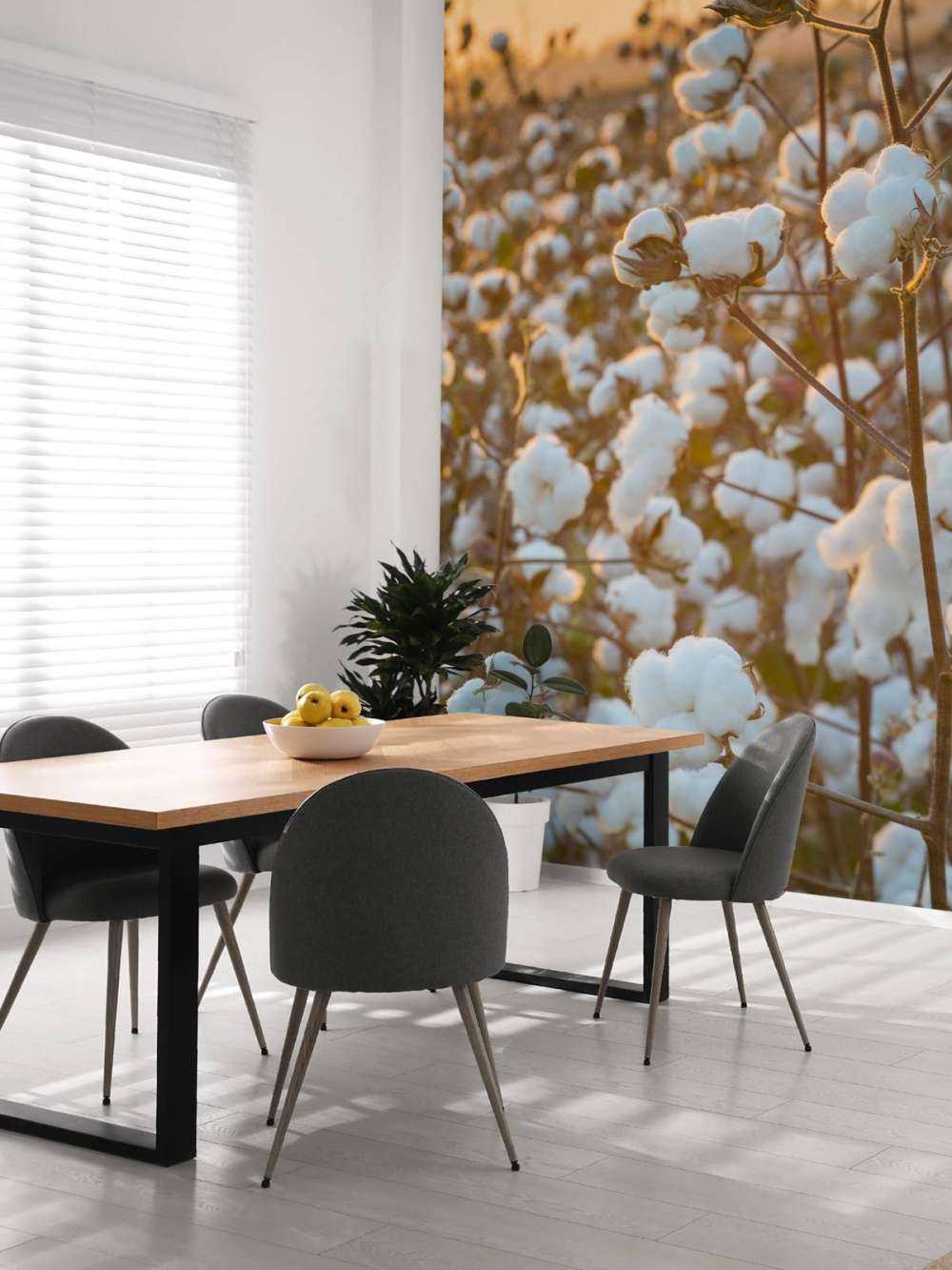 Campo di cotone con cielo giallo dorato