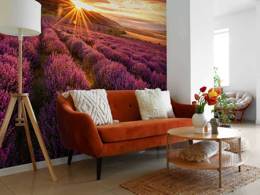 Lavanda sotto il sole