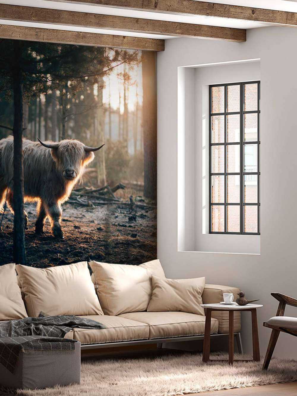 Highlander scozzese bianco