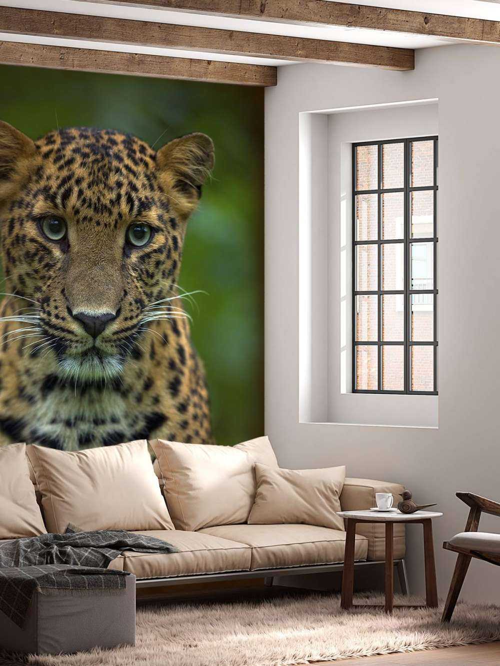 Focalizzato leopardo