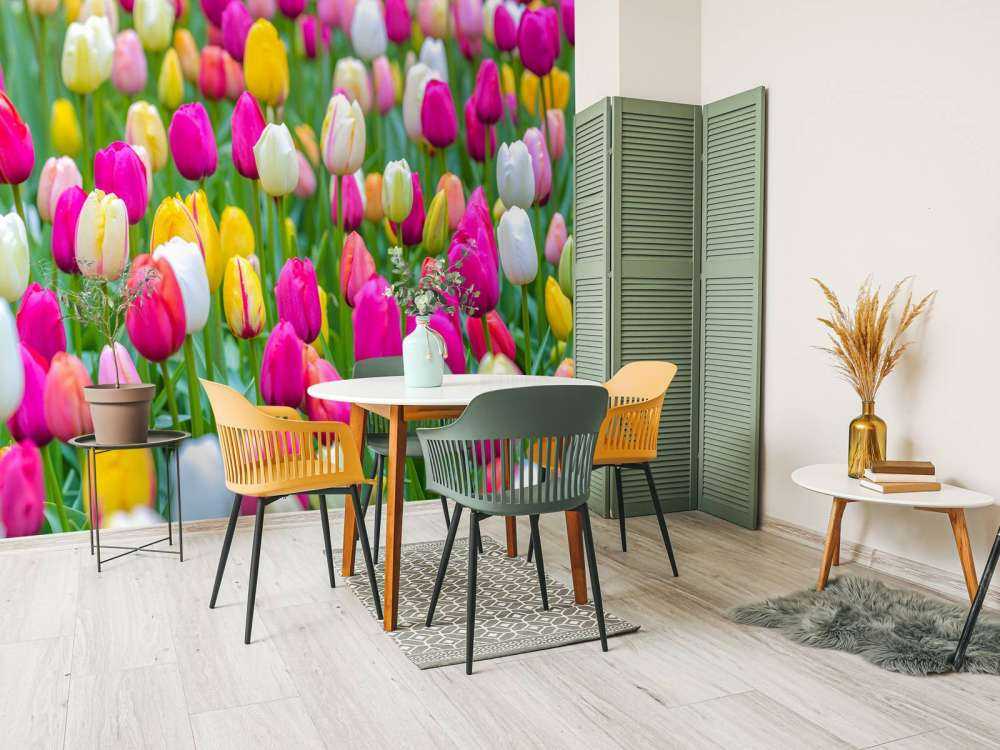 Tulipani colorati in un campo