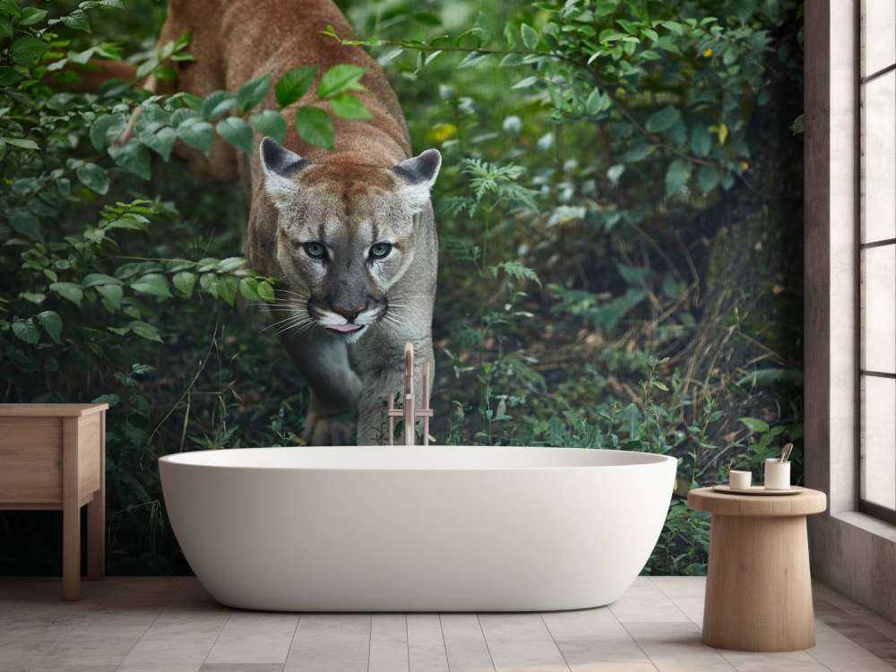 Leone di montagna furtivo