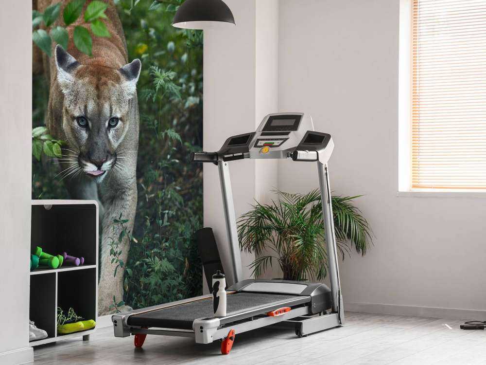 Leone di montagna furtivo