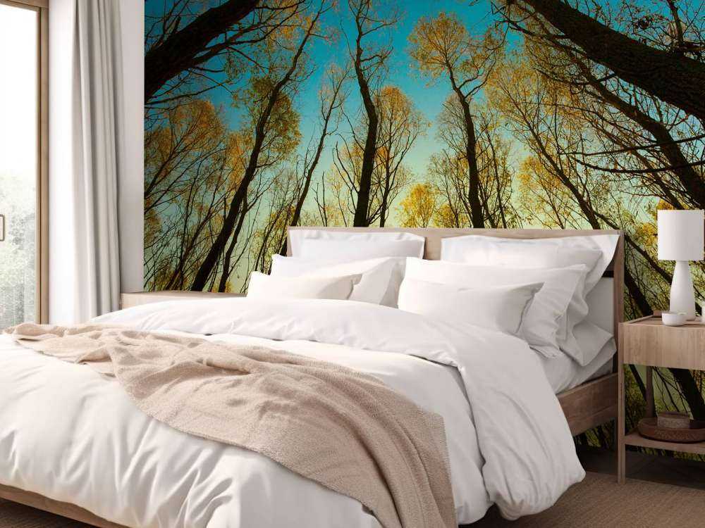 L'alba tra alberi ad alto fusto