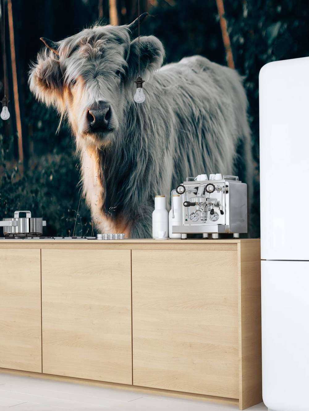 Cucciolo di Highlander scozzese