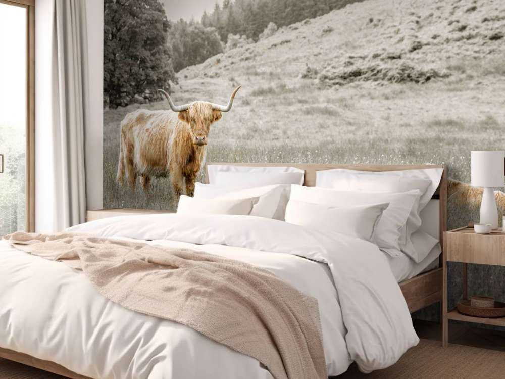 Highlander scozzese con vitello