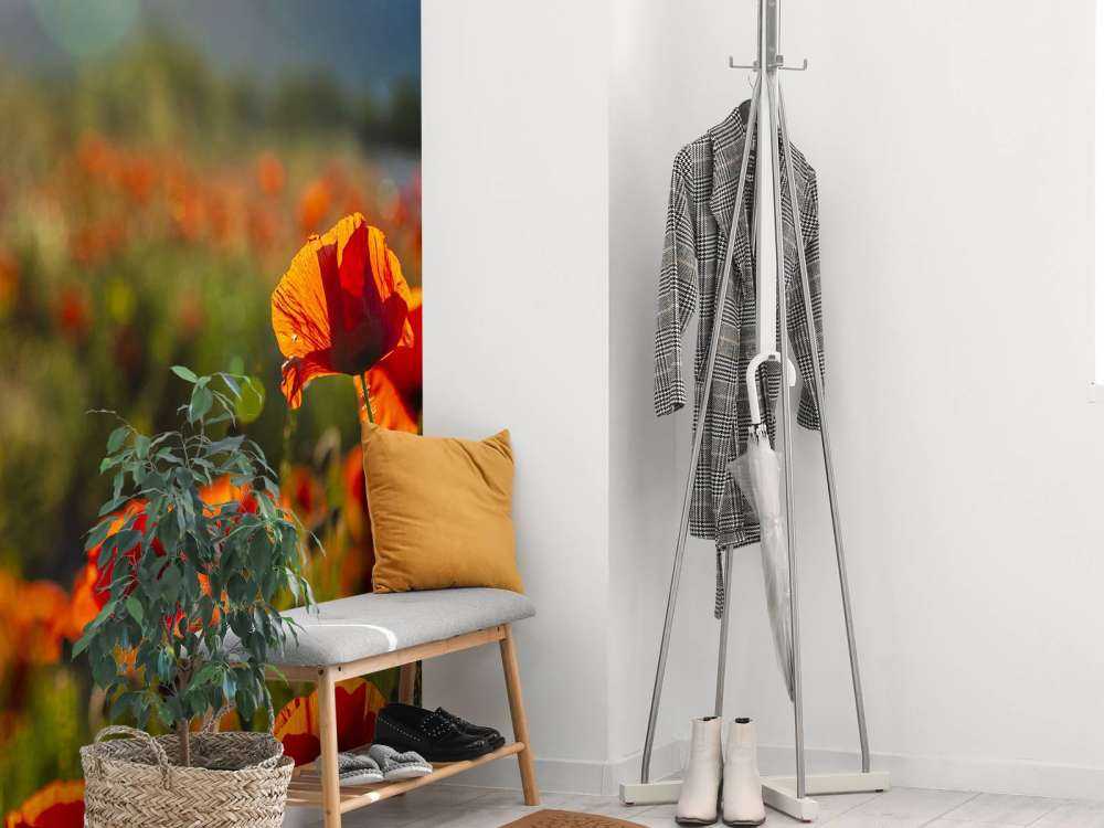 Papaveri con raggi di sole