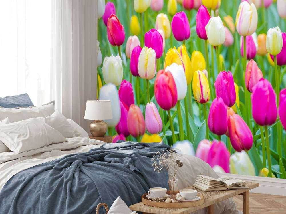 Tulipani colorati in un campo