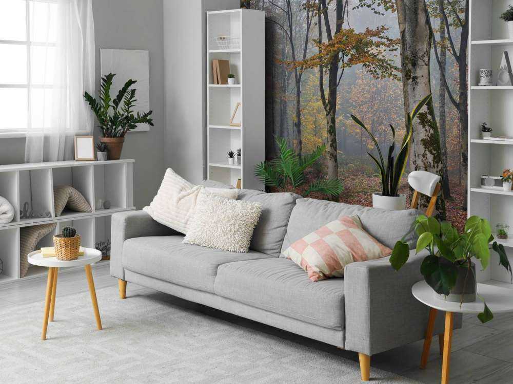 Bosco di betulle in autunno