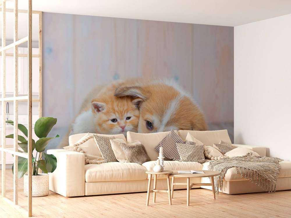 Carta da parati per gatti. Foto di un gattino e di un cucciolo.
