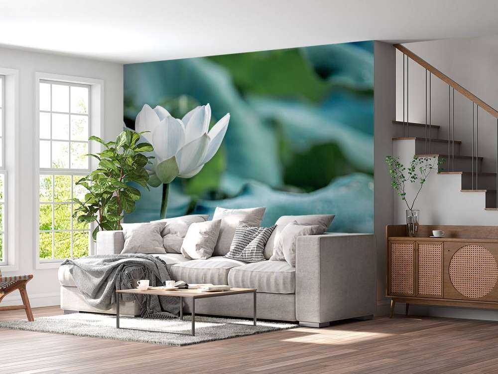 Fiore di loto bianco