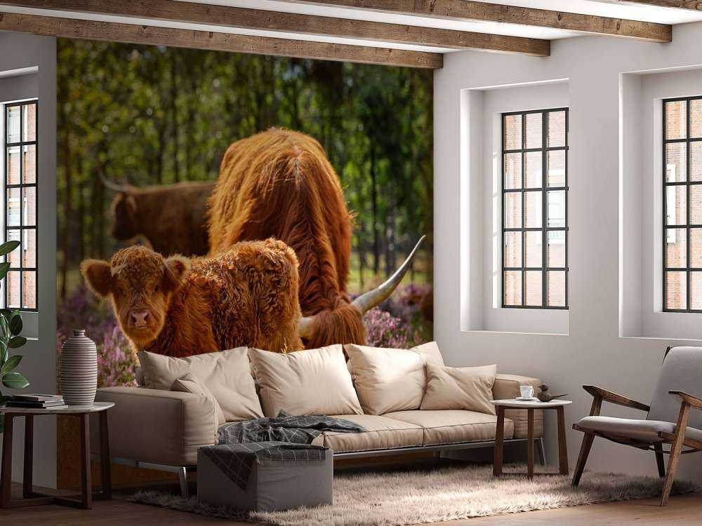 Famiglia Scozzese Highlanders